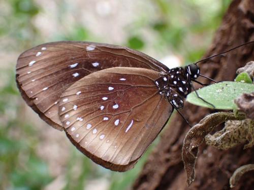 Euploea algea helcita